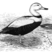 Labrador Duck